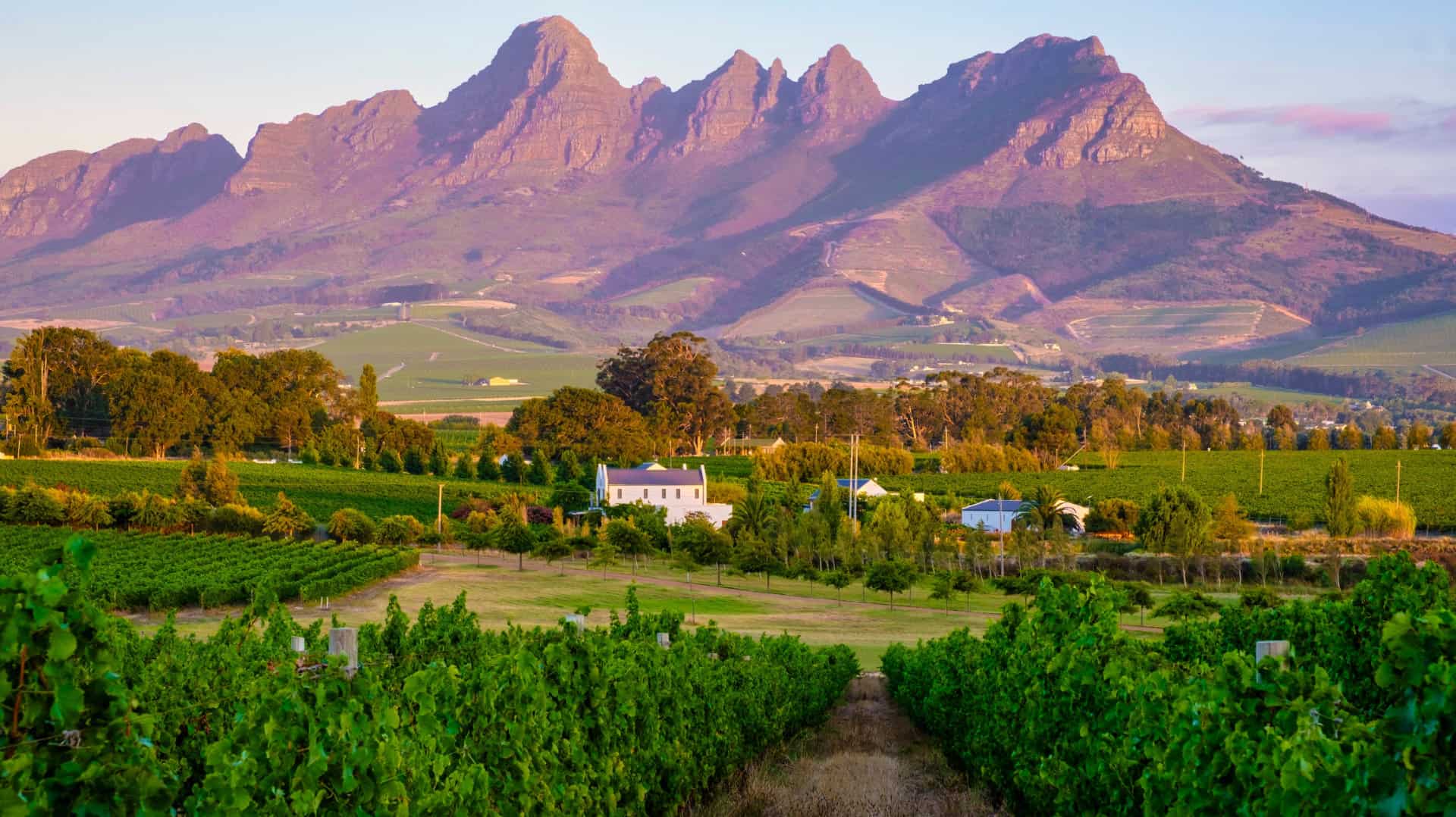 Cape winelands landscape