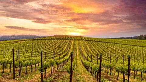 Cape Winelands Airport - From the Winelands to the World