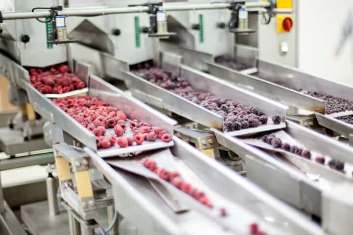 berries processed in the agri business sector